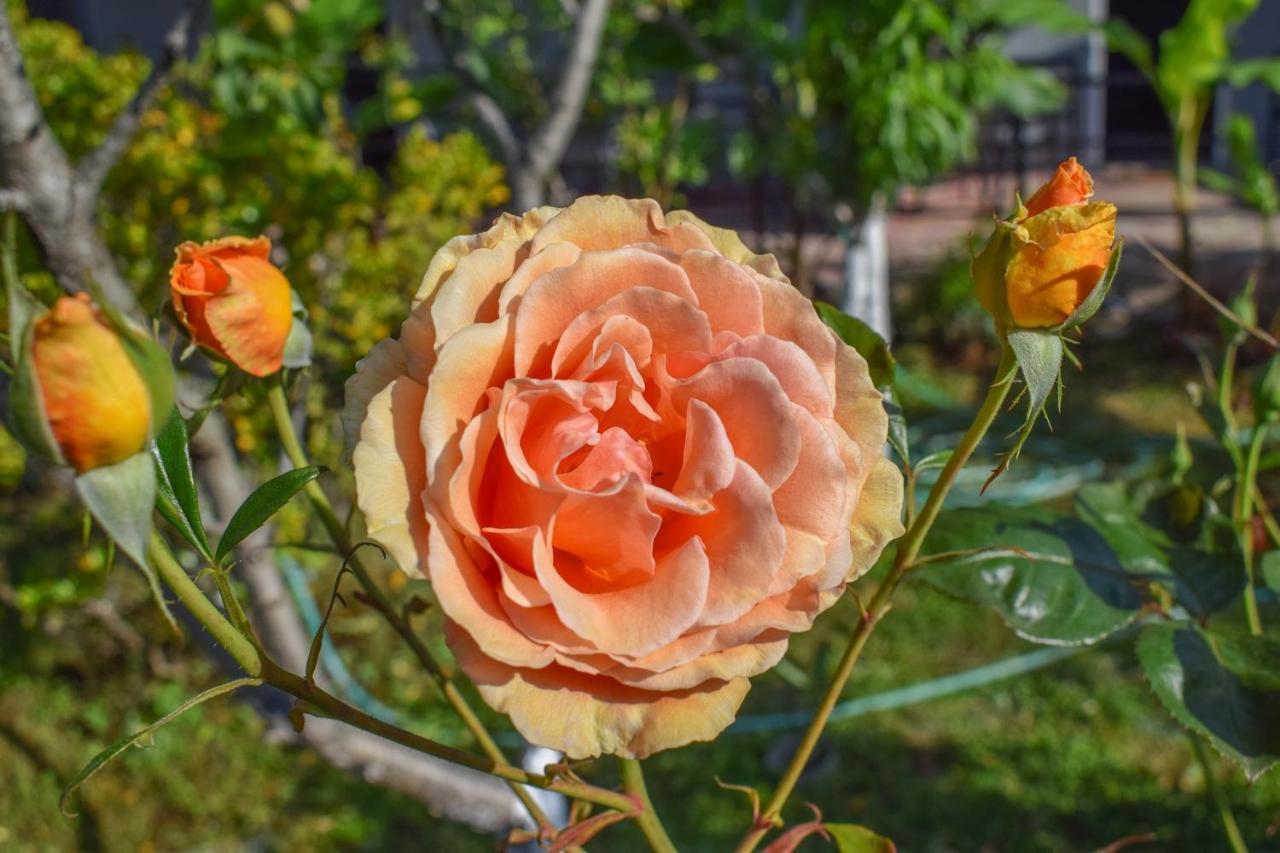 Rose Garden Apartments Mytikas  Luaran gambar