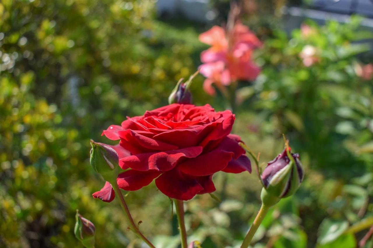 Rose Garden Apartments Mytikas  Luaran gambar